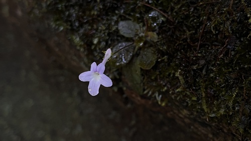 Sinningia pusilla