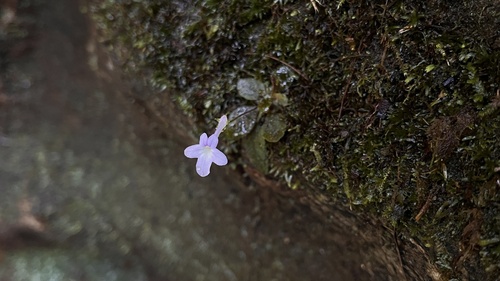 Sinningia pusilla