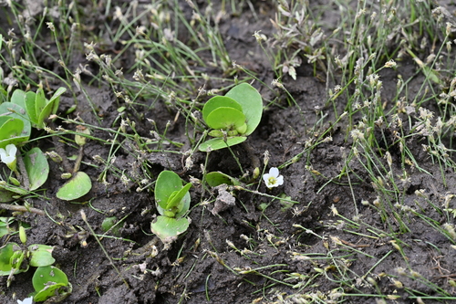 Bacopa rotundifolia, 2026-08-29