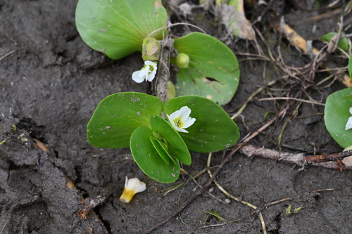 Bacopa rotundifolia, 2026-08-29