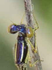 Enallagma dubium