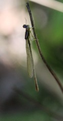 Enallagma dubium