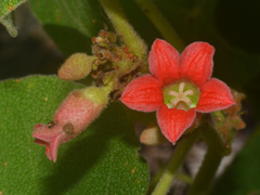 Brachychiton vitifolius