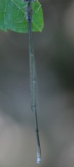 Enallagma daeckii