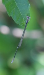 Enallagma daeckii
