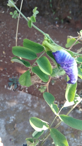 Blue Pea