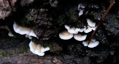 Crepidotus nephrodes