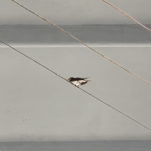Barn Swallow