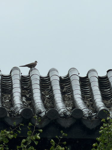 Spotted Dove