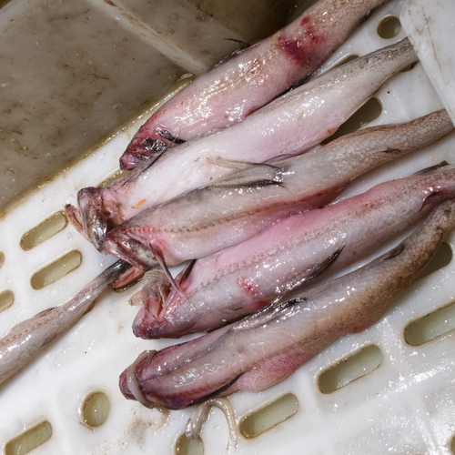 Bombay Duck