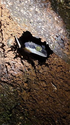 Deccan Ground Gecko