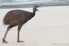 Southern Cassowary photo 4
