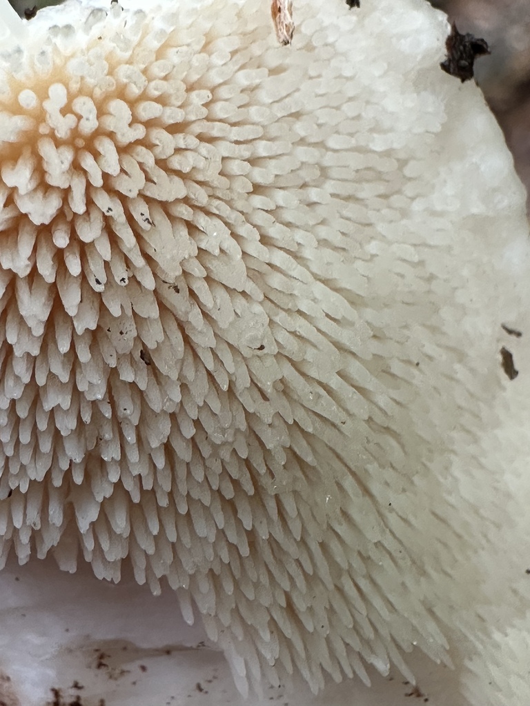 Northern Tooth · August 2026 · photo: Photo: no rights reserved · iNaturalist