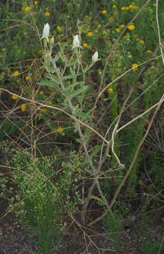 Mentzelia nuda, photograph 4