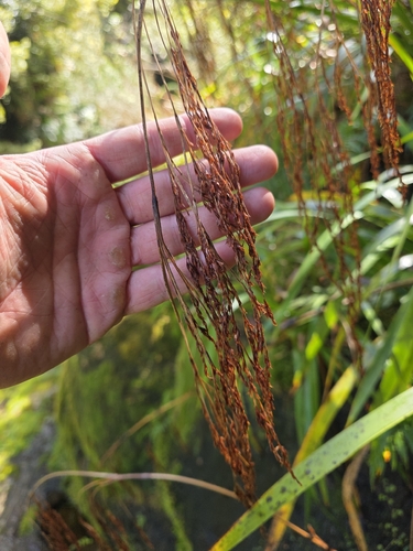 Machaerina sinclairii, photograph 4