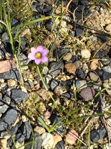 Small-flowered onion grass