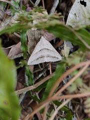 Blasticorhinus bifasciata