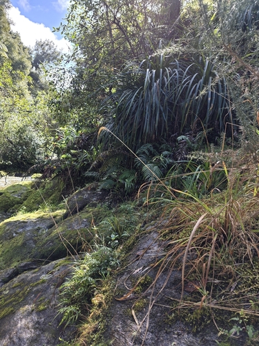 Miscanthus nepalensis, photograph 4