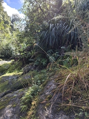 Miscanthus nepalensis, photograph author not stated, no rights reserved