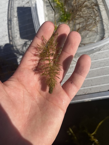 Myriophyllum sibiricum, photograph 6