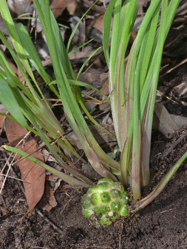 Typhonium angustilobum