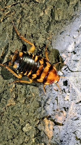 Harlequin Cockroach