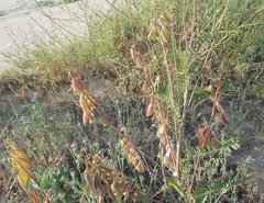 Astragalus trichopodus
