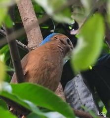 Hydrornis nipalensis