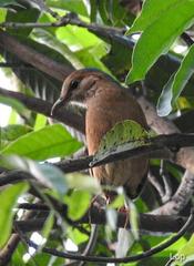 Hydrornis nipalensis