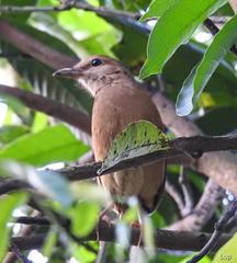 Hydrornis nipalensis