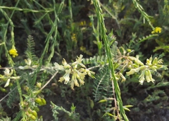 Astragalus trichopodus