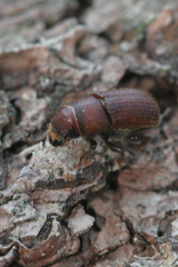 Dendroctonus