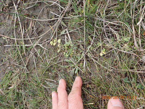 Helosciadium nodiflorum, photograph 4