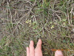 Helosciadium nodiflorum, photograph (c) Arnim Littek, some rights reserved (CC BY)