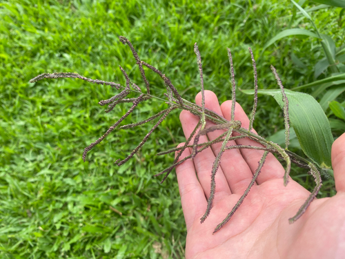 Paspalum paniculatum observed 2026-08-29