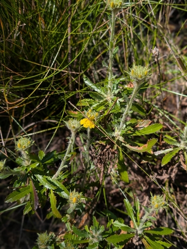 Goodenia glomerata observed 2026-08-30