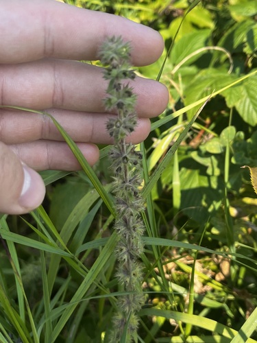 Stachys pilosa, photograph 6