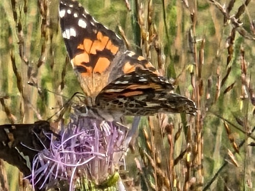 Painted Lady
