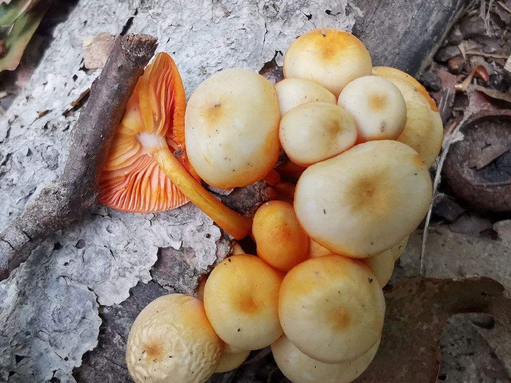 orange mycena · August 2026 · photo: Photo: (c) Cheryl Stinchcomb, some rights reserved (CC BY) · iNaturalist