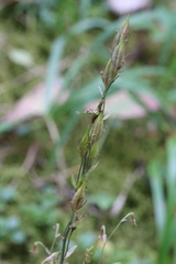 Anticlea occidentalis