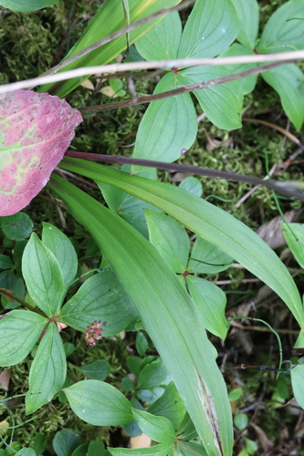 Anticlea occidentalis, photograph 2