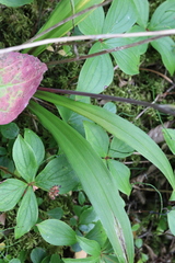 Anticlea occidentalis, photograph (c) Rowan Fehr, some rights reserved (CC BY)