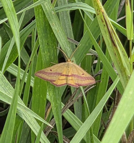 Chickweed Geometer Moth