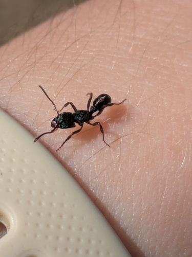 Green-head Ant