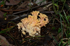 Ramaria anziana