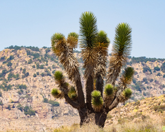 Yucca decipiens