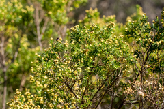Baccharis heterophylla