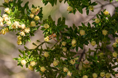 Baccharis heterophylla