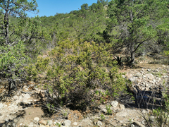 Baccharis heterophylla