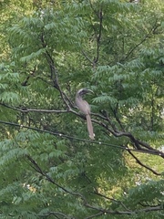 Ocyceros birostris